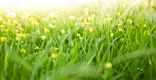 Fresh green grass background