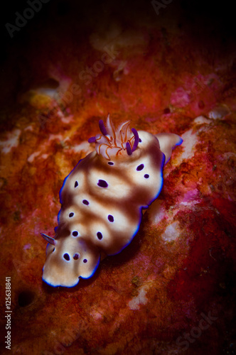 Risbecia tryoni nudibranch on the Califonia Dreamin' dive site, Lembeh Straits. North Sulawesi, Indonesia