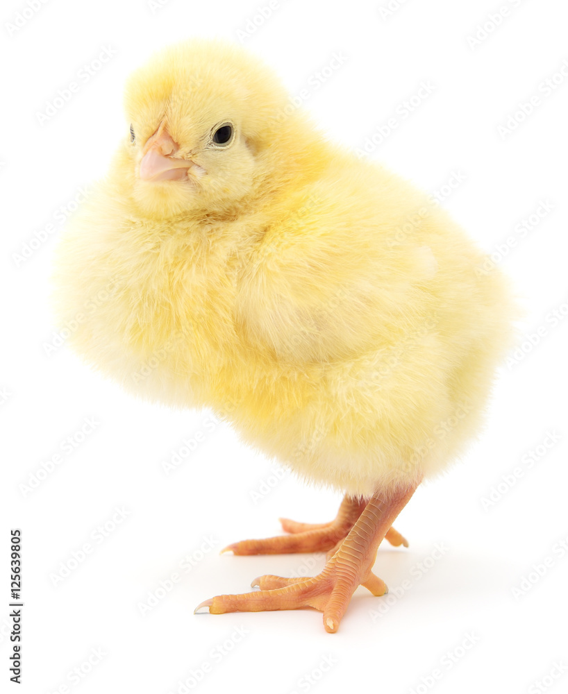 Obraz premium Small yellow chicken.