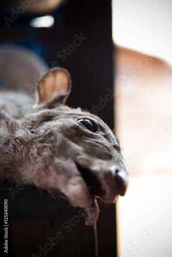 Dead Blue Duiker photo