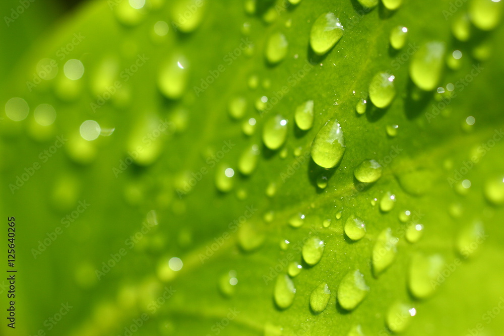Fresh green nature background Fresh green nature background