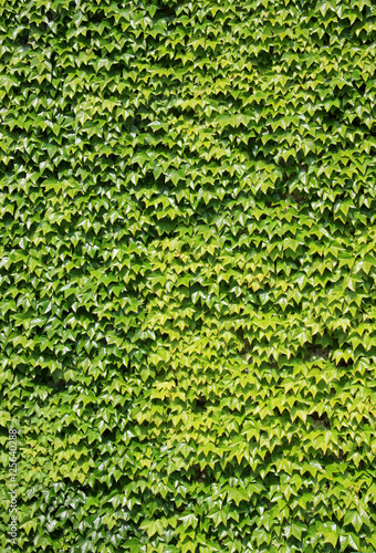 Ivy leaves background