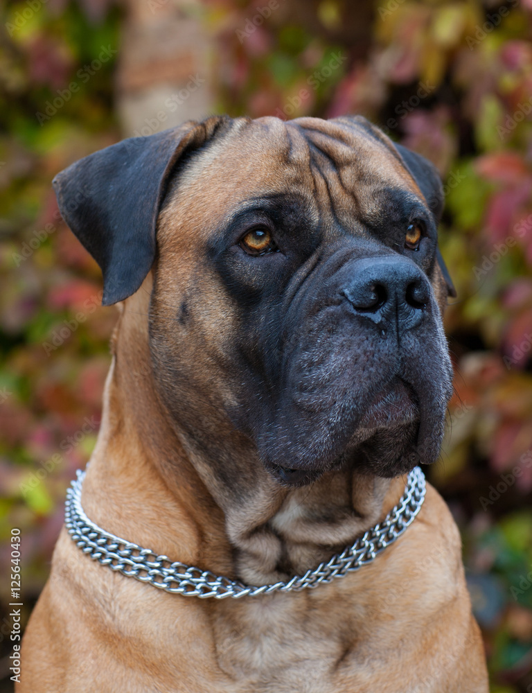 Portrait of a beautiful dog breed South African Boerboel (Mastiff) Portrait of a beautiful dog breed South African Boerboel (Mastiff)