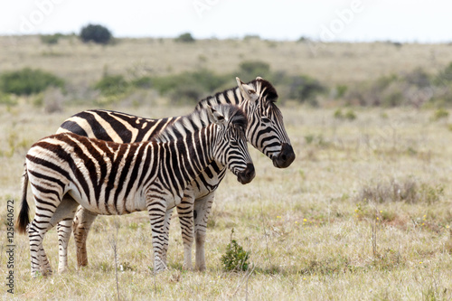 Burchell s Zebra standing side by side