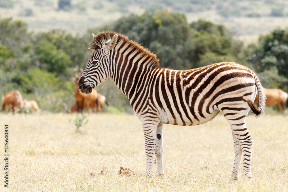 Burchell Zebra waiting for his turn at the watering hole Burchell Zebra waiting for his turn at the watering hole