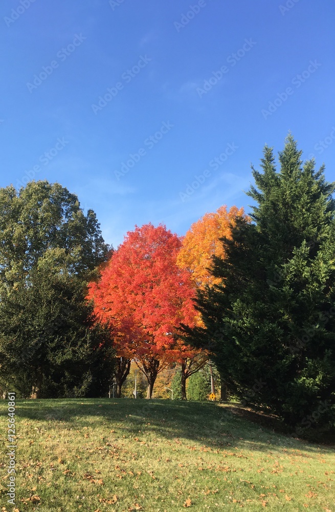 colorful foliage mix in the fall