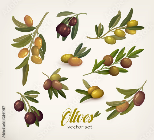 Set of green and black olive branches with twig
