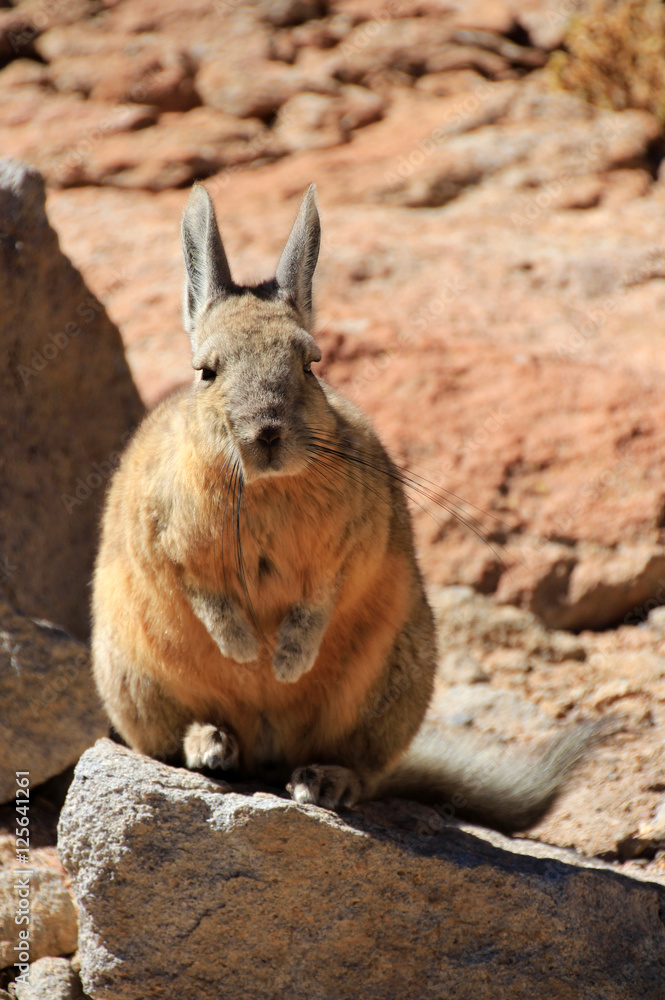 Obraz premium Viscacha, lagostomus maximus, family of the chinchillas, southern Bolivia