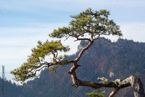 Old relic pine on the Sokolica mountain