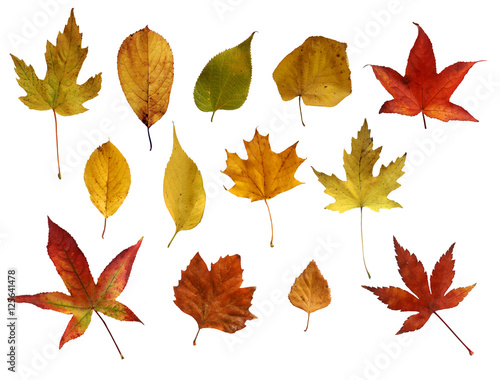 Autmn leaves over white background
