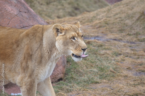 Canvas Print Big Wild Cats
