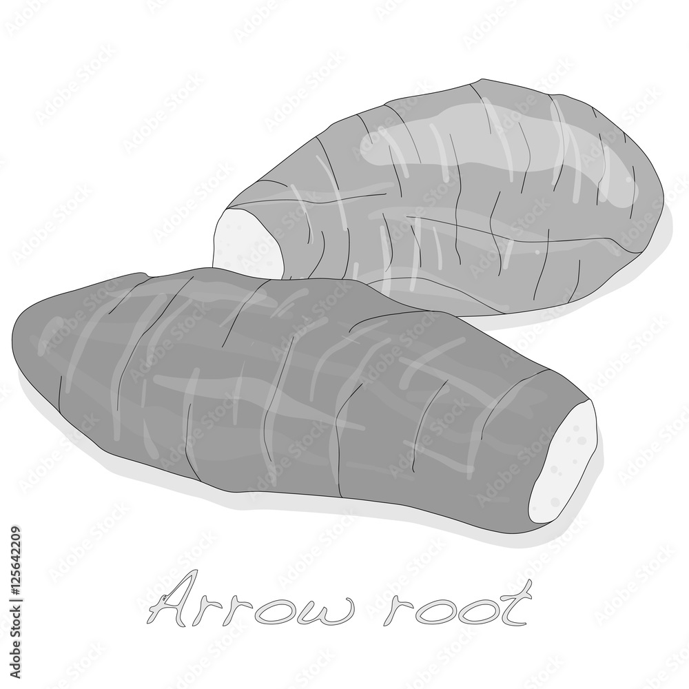 Arrow root plant vector isolated Stock Vector | Adobe Stock
