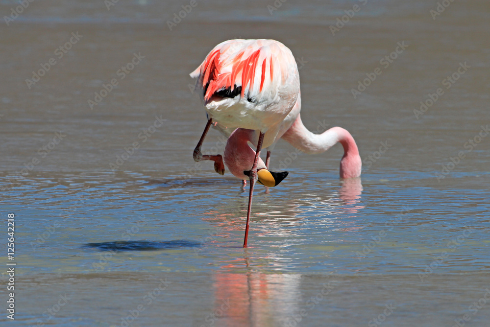 Fototapeta premium James flamingos, phoenicoparrus jamesi, also known as the puna flamingo, are populated in high altitudes of andean mountains in Peru, Chile, Bolivia and Argentina