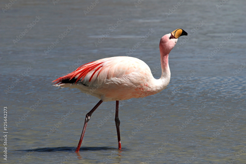 James flamingo, phoenicoparrus jamesi, also known as the puna flamingo, are populated in high altitudes of andean mountains in Peru, Chile, Bolivia and Argentina