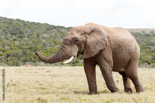 Bush Elephant showing direction with his trunk