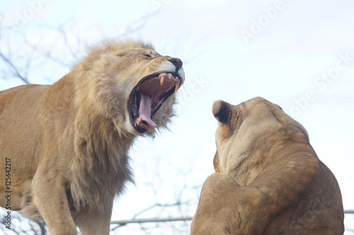 Photography Big Wild Cats