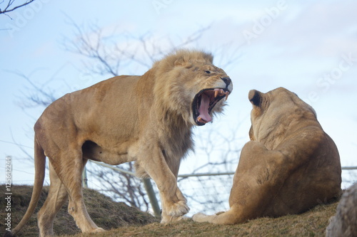 Photography Big Wild Cats