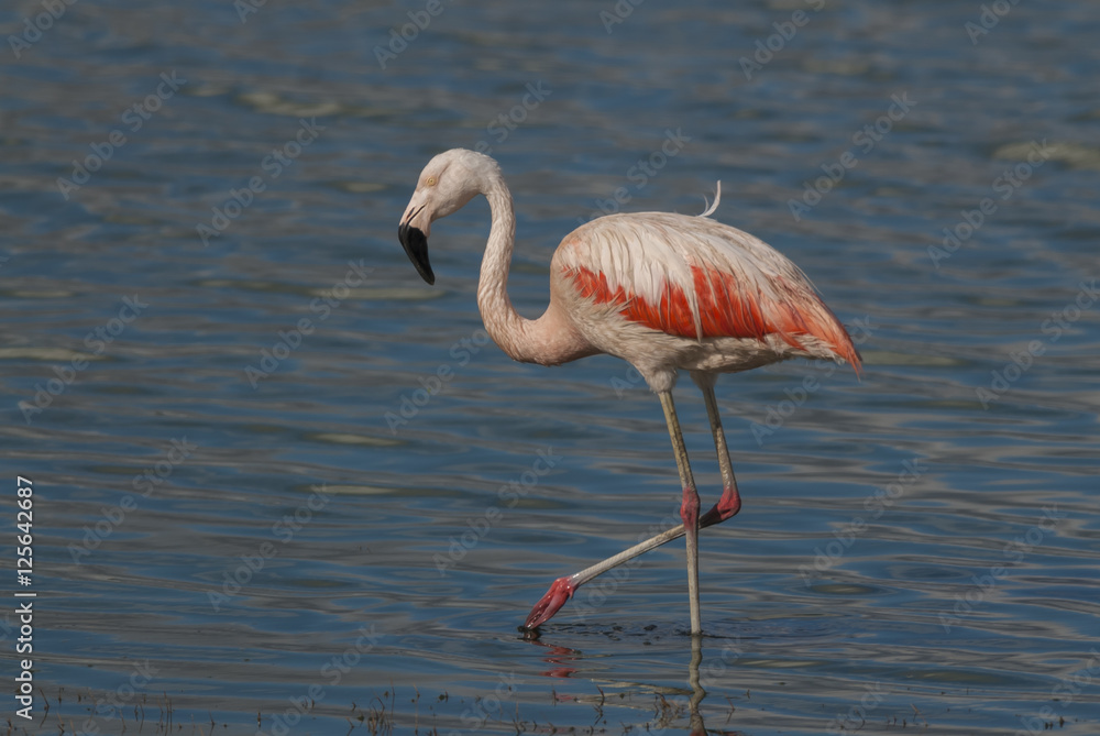 Obraz premium Chilean Flamingo, Phoenicopterus chilensis, La Pampa , Argentina