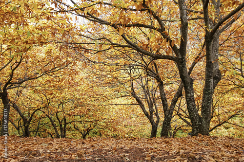 Otoño en el bosque de cobre en el valle del Genal, Málaga