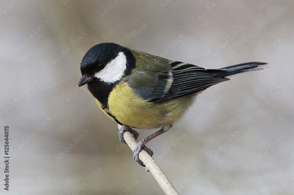 Fototapeta premium Male European Great Tit (Parus major) perching on a branch