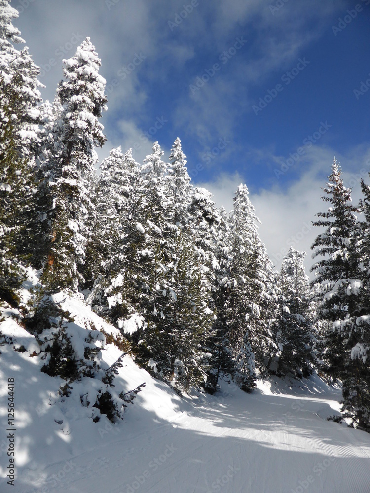 Chemin au milieu de sapins enneigés Chemin au milieu de sapins enneigés
