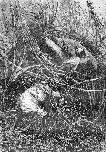 Bushman and Sir John slipped under the bushes, vintage engraving photo