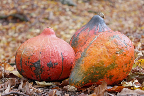     Hokaido Pumpkin and autumn leaves in the forest  photo