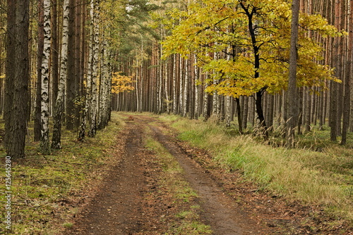 Fototapeta Naklejka Na Ścianę i Meble -  Las jesienią.