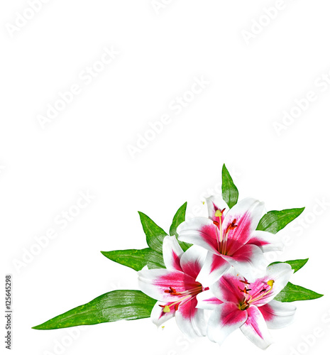 Fototapeta Naklejka Na Ścianę i Meble -  Flower lily isolated on white background.