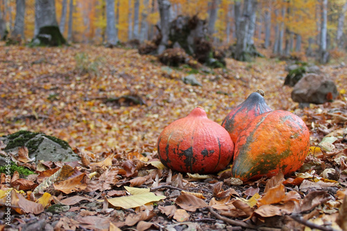 Hokaido Pumpkin and autumn leaves in the forest photo