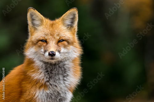 Red Fox - Vulpes vulpes, close-up portrait with bokeh of pine trees in the background. Making eye contact. photo