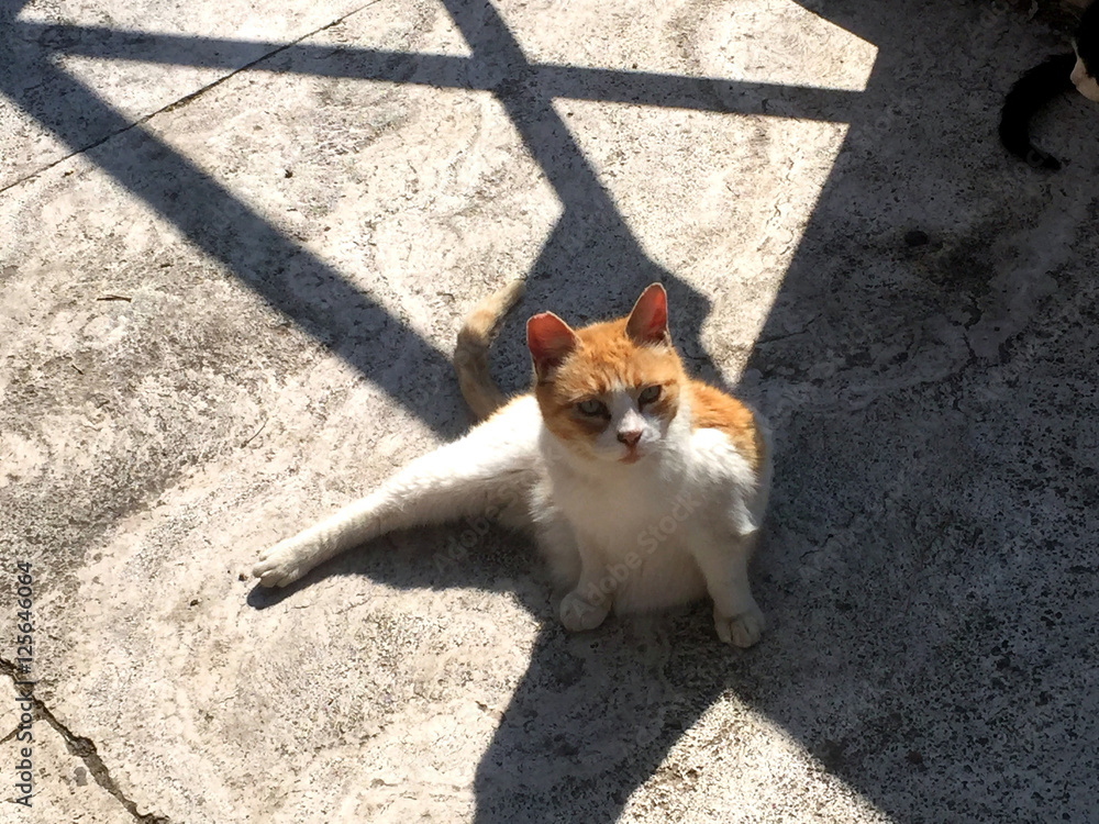 Alley cat laying on cement in shadows Alley cat laying on cement in shadows