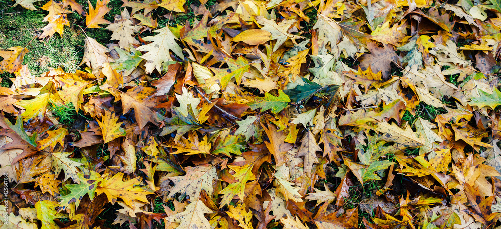Pile of fresh autumn fall leaves changing colour on ground
Pile of fresh autumn fall leaves changing colour on ground