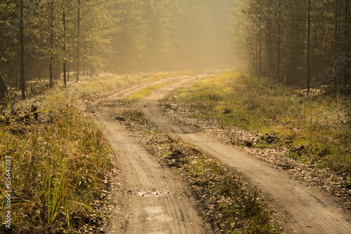 Las jesienią. photo