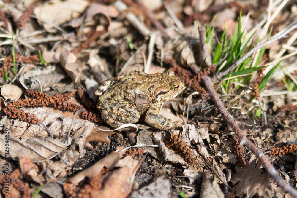 Frog trying to hide among the leaves Frog trying to hide among the leaves