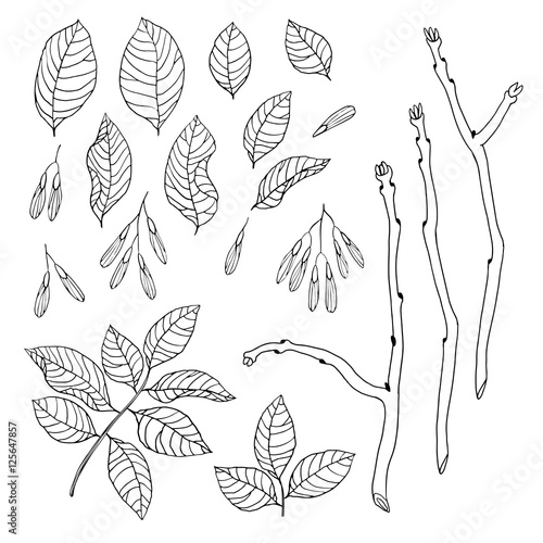 Vector hand drawn black and white floral set of ash tree