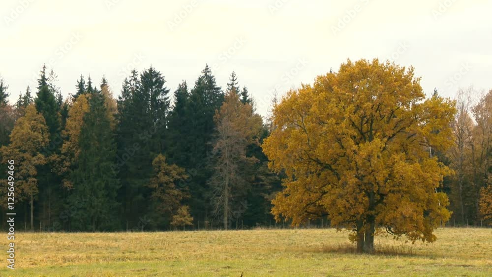Autumn landscape with orange autumn oaks trees in the field. Picturesque autumn view of autumn nature. Autumn nature in sunlight Autumn landscape with orange autumn oaks trees in the field. Picturesque autumn view of autumn nature. Autumn nature in sunlight