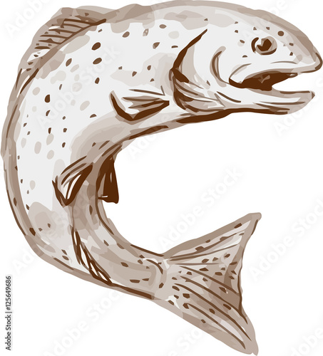 Rainbow Trout Jumping Watercolor