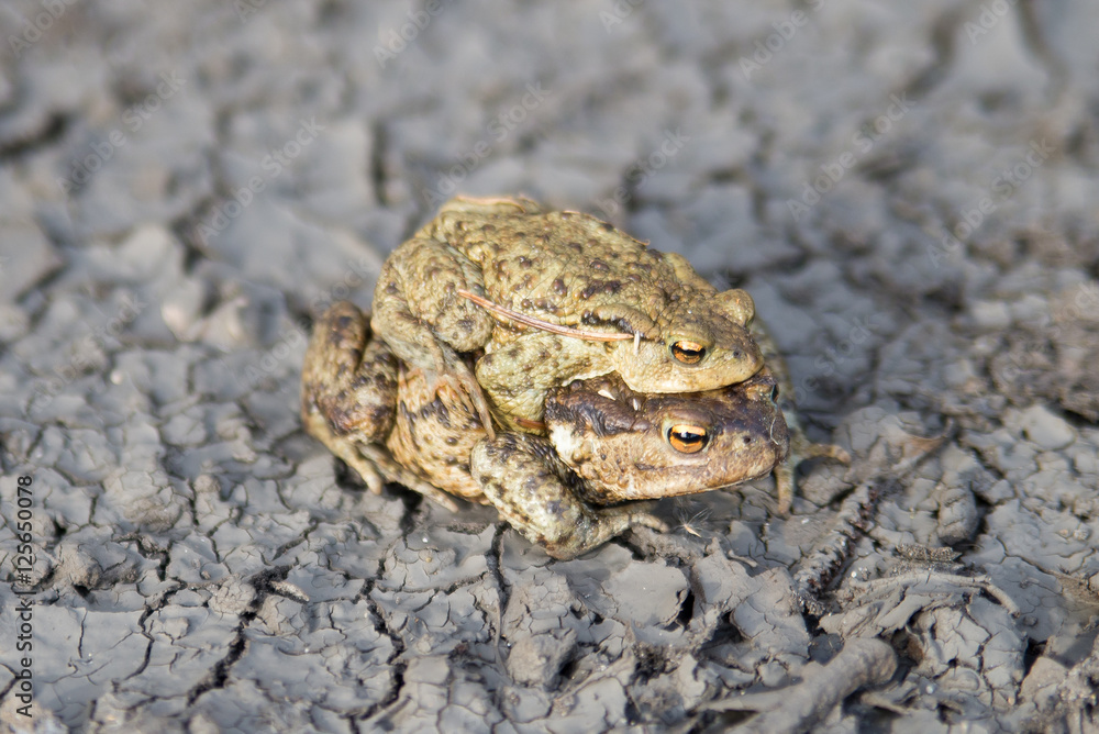 A pair of amphibians during the spring mating season. A pair of amphibians during the spring mating season.