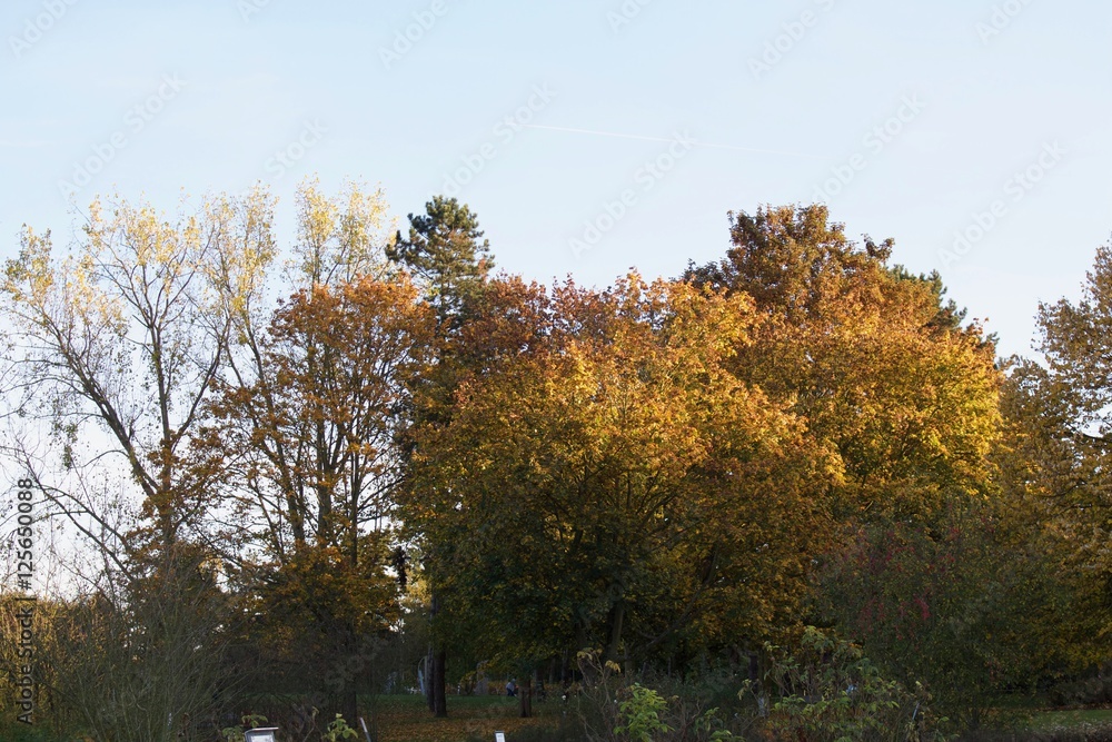 Naklejka premium Arbre automne