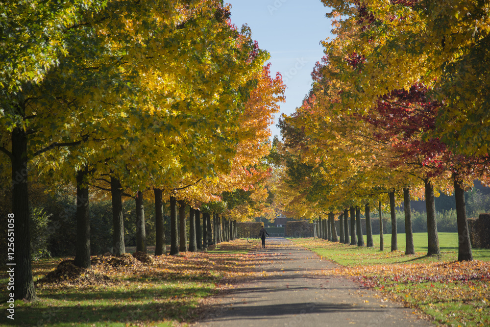 Naklejka premium Allee aus Amberbäumen Seepark Lünen Horstmar NRW Deutschland