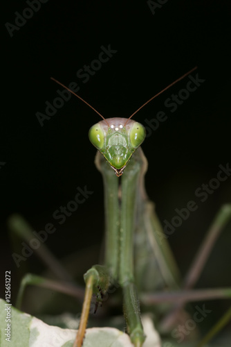 Macro di mantide religiosa