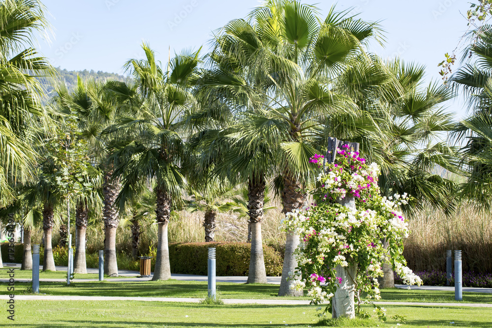 Obraz premium Palmiyeler