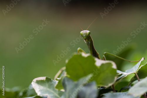 Macro di mantide religiosa