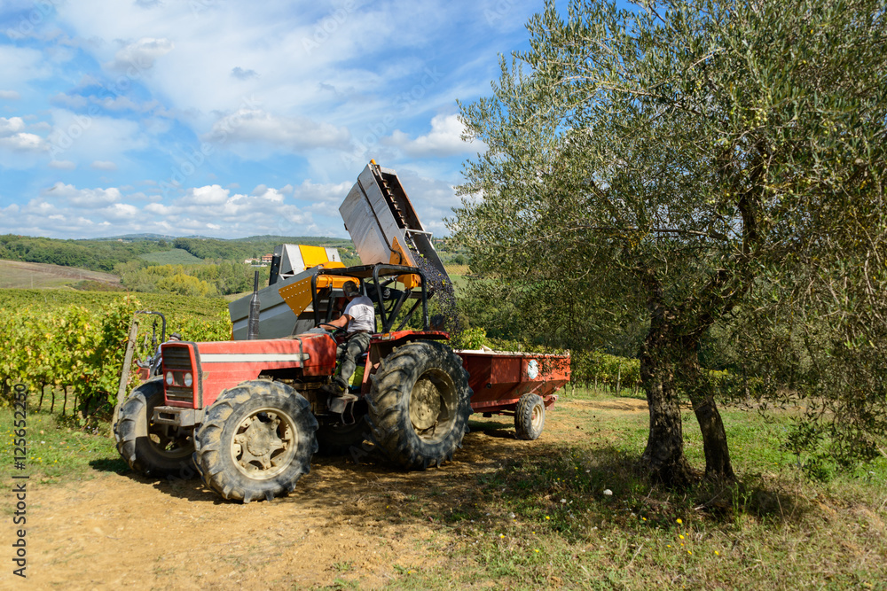 Weinlese in der Toskana mit Traubenvollernter Weinlese in der Toskana mit Traubenvollernter