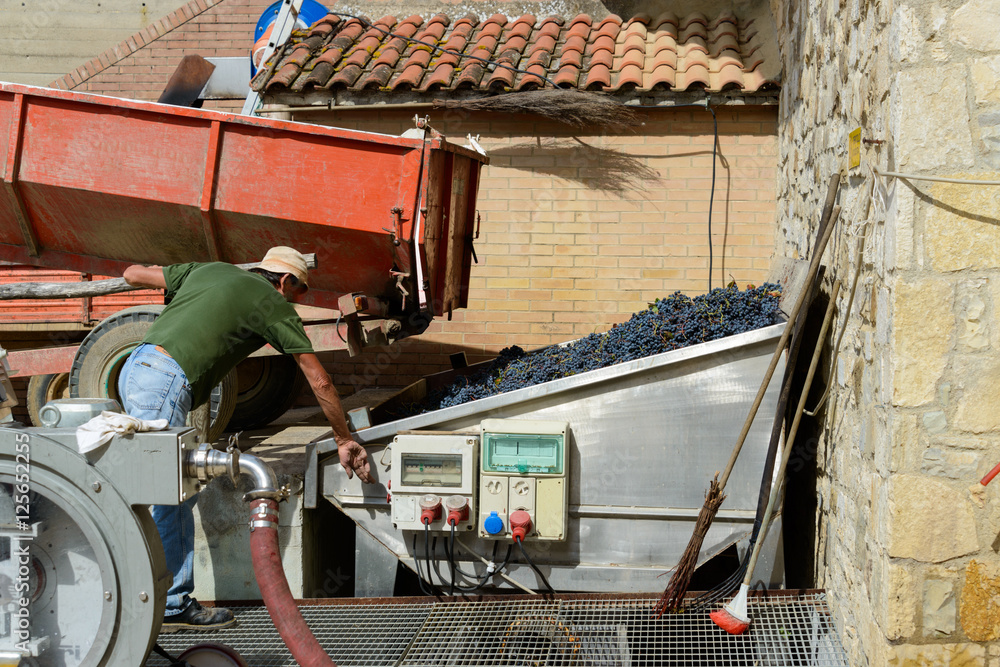 Arbeiter liefert Weintrauben der Winzerei