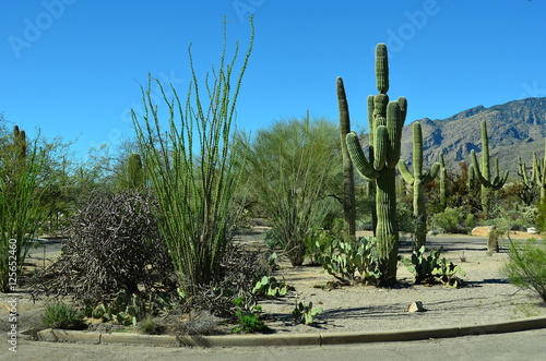 Sabino Canyon photo