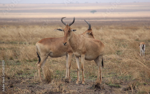 Antilopes