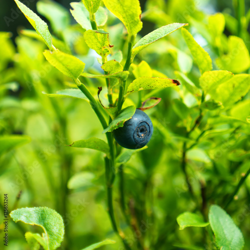 Wild blueberry in forest