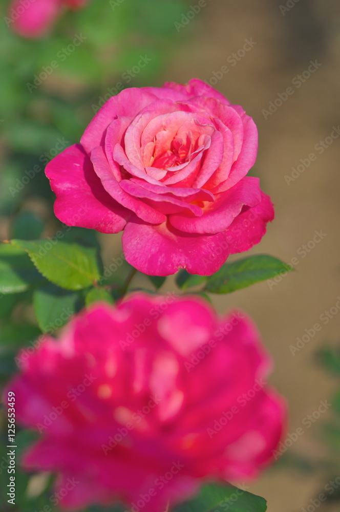 薔薇 薔薇